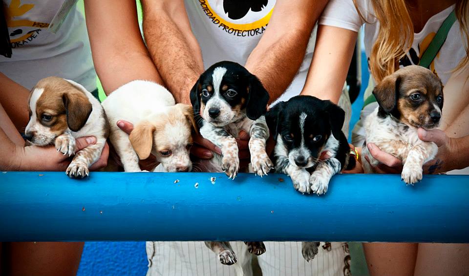 La asociación protectora de animales busca casas de acogida para una