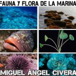 fauna-flora-marina