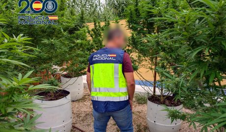 Desmantelan en Ondara una plantación de marihuana con "árboles" de más de un metro de altura
