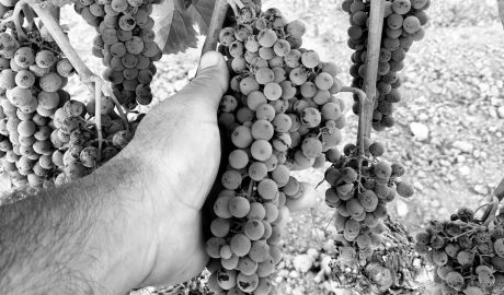 La DOP Alicante recoge 15 millones de kg en 2025, un 8,58% es de La Marina Alta