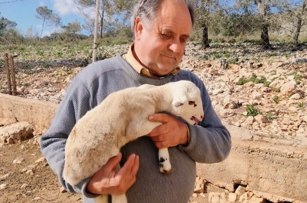 Antonio “El Granaïno”: Radiografia d’un pastor. Desafiaments i valor afegit de la carn d’ovella de pastor de la Marina