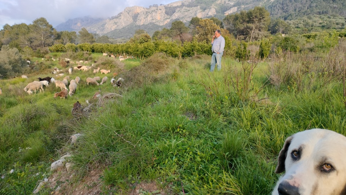 Antonio “El Granaïno”: Radiografia d’un pastor. Desafiaments i valor afegit de la carn d’ovella de pastor de la Marina