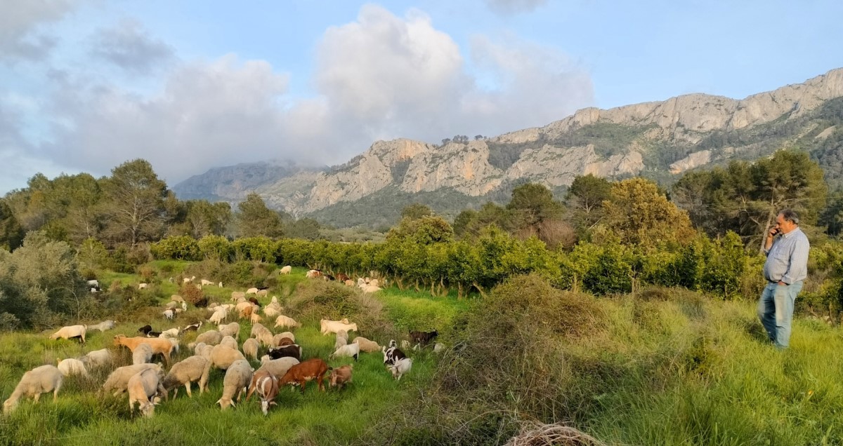 Antonio “El Granaïno”: Radiografia d’un pastor. Desafiaments i valor afegit de la carn d’ovella de pastor de la Marina