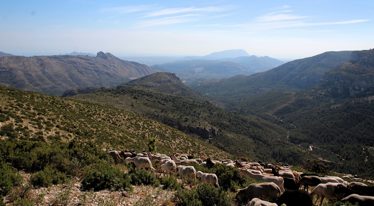 Antonio “El Granaïno”: Radiografia d’un pastor. Desafiaments i valor afegit de la carn d’ovella de pastor de la Marina